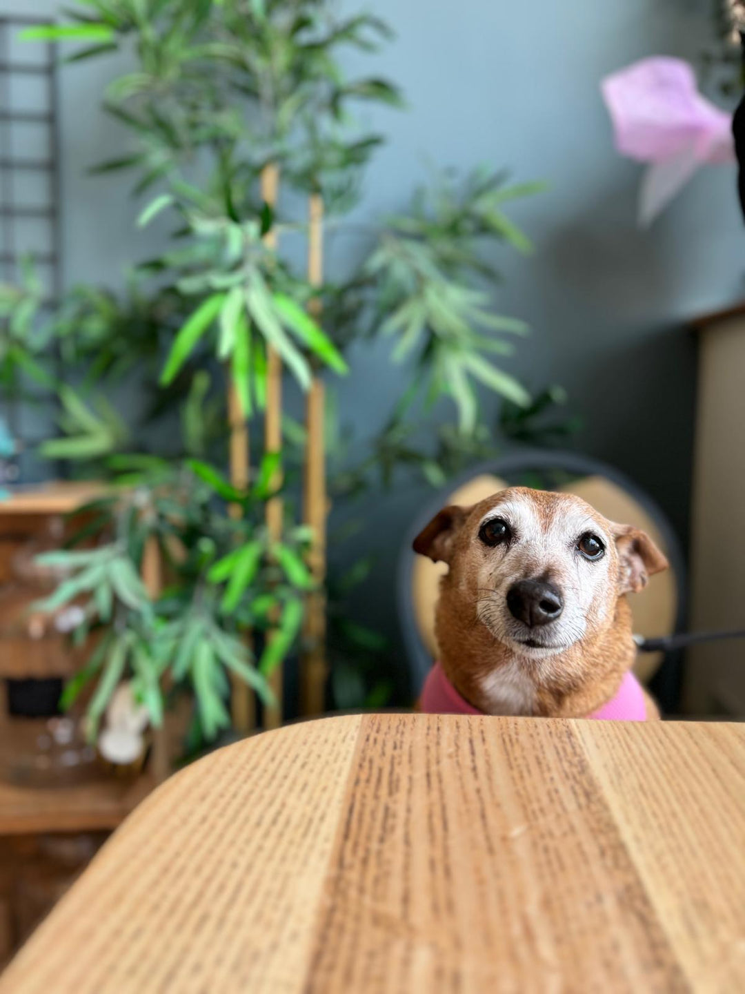 Sup Dawg Devon - Ottery St Mary dog-friendly Cafe.