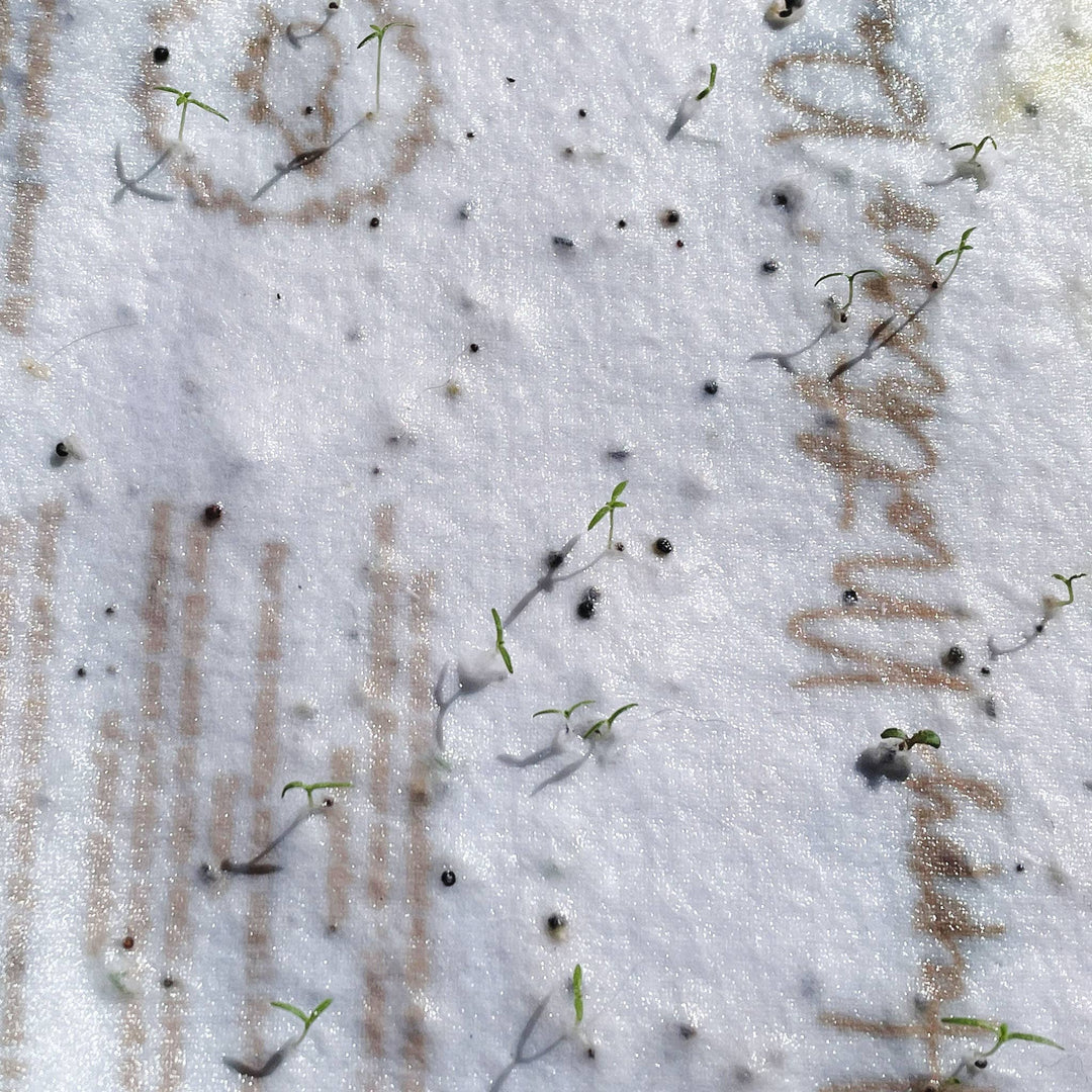 Plantable Christmas Card - Snowman - Eco Baby Box