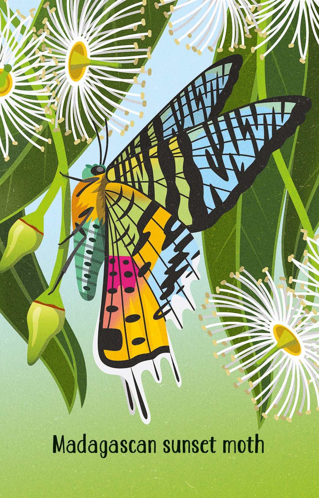 Illustration of a Madagascan sunset moth on flowers with text below.