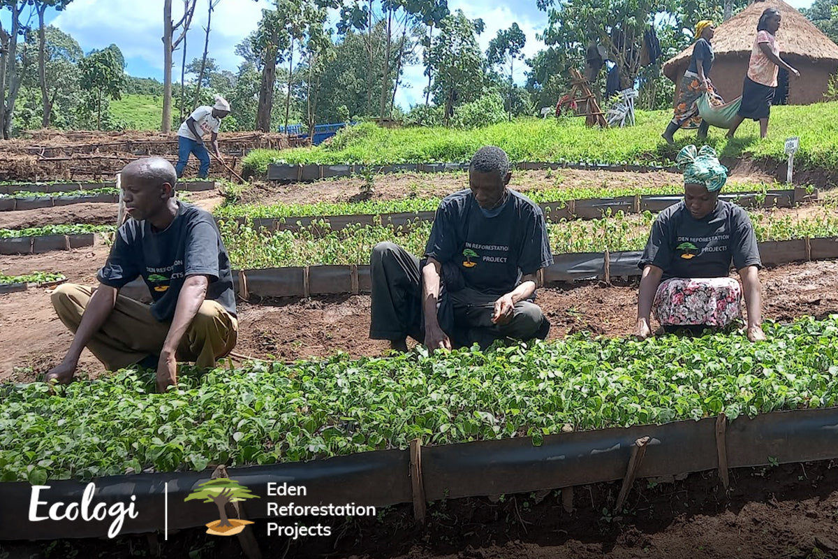 With Ecologi we've been able to plant over 1,000 trees in areas most in need of reforestation, reduce carbon, and restore habitats.