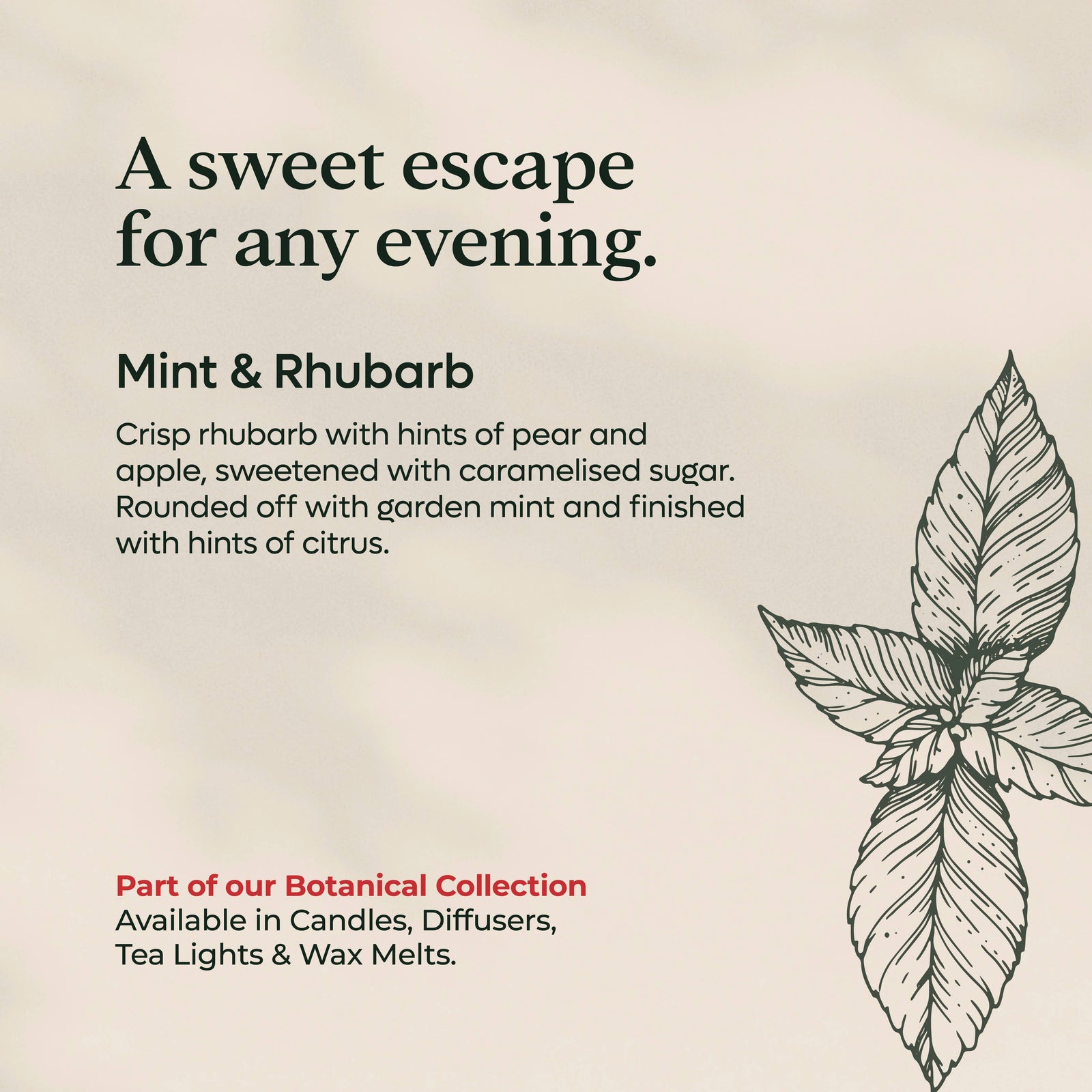 Mint and Rhubarb Tea Lights Rapeseed and Coconut wax